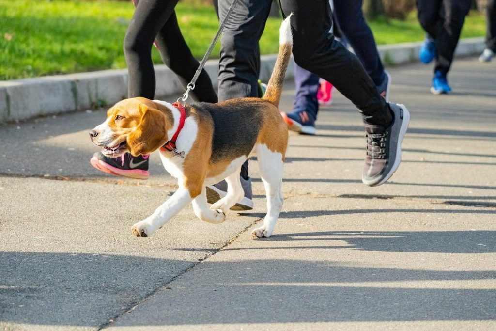 Perros y Running