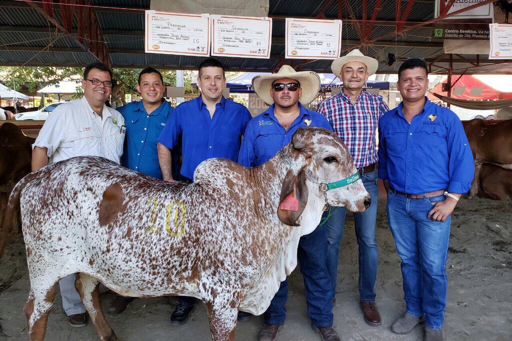 Ganado Panama