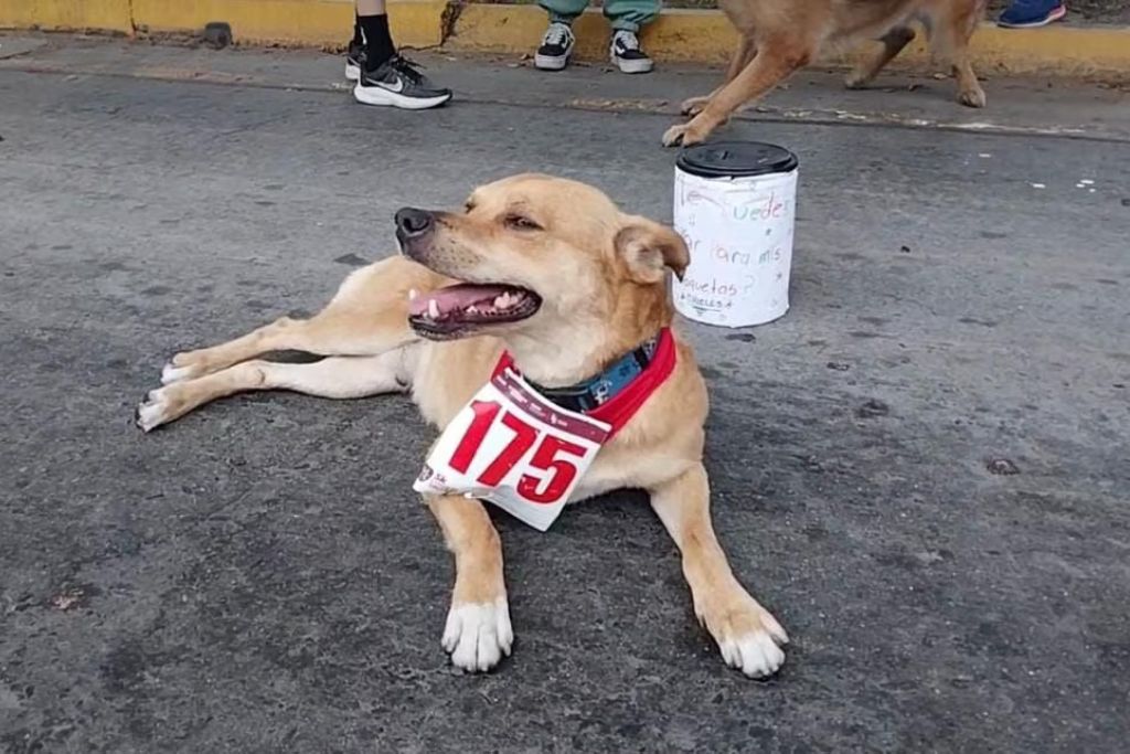 «Chicles», el perrito maratonista